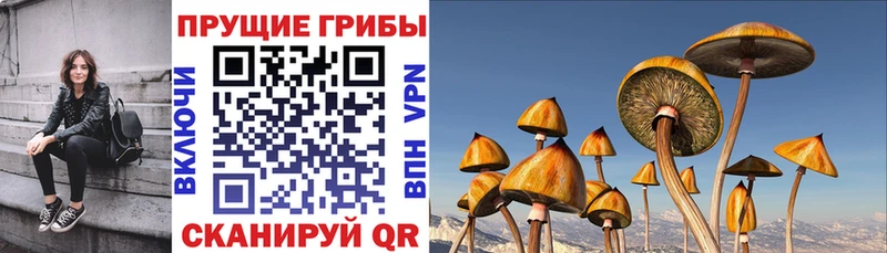 МЕГА онион  где продают наркотики  Бирюсинск  Псилоцибиновые грибы прущие грибы 